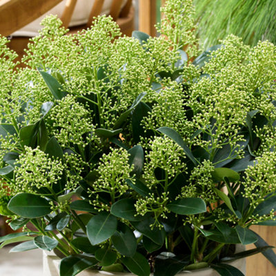 Skimmia Finchy Fragrant Hardy Evergreen Flowering Garden Shrub Plant in ...