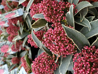 Skimmia 'Magic Marlot' in 9cm Pot - Autumn/Winter Plant - 20-30cm in Height - 3