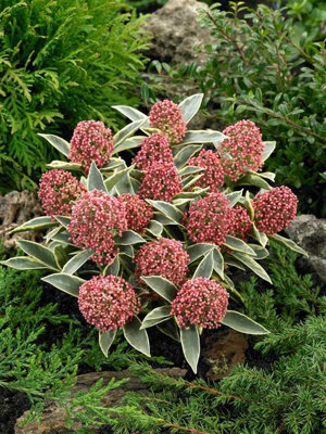 Skimmia 'Magic Marlot' in 9cm Pot - Autumn/Winter Plant - 20-30cm in Height - 4
