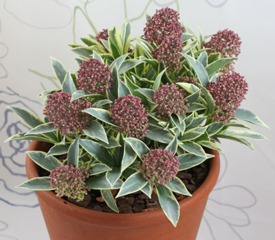Skimmia 'Magic Marlot' in 9cm Pot - Autumn/Winter Plant - 20-30cm in Height - 5