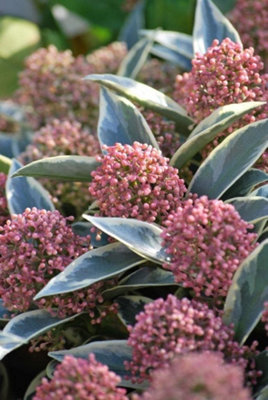 Skimmia 'Magic Marlot' in 9cm Pot - Autumn/Winter Plant - 20-30cm in Height - 6