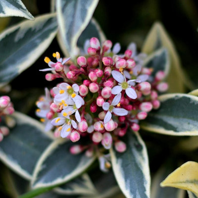 Skimmia 'Magic Marlot' in 9cm Pot - Autumn/Winter Plant - 20-30cm in Height - 7