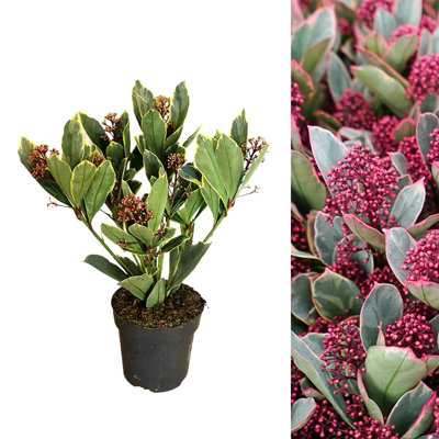 Skimmia 'Perosa' in 9cm Pot - Autumn/Winter Plant - 20-30cm in Height