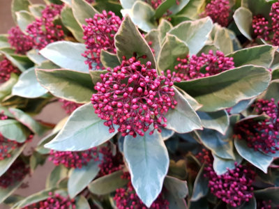 Skimmia 'Perosa' in 9cm Pot - Autumn/Winter Plant - 20-30cm in Height