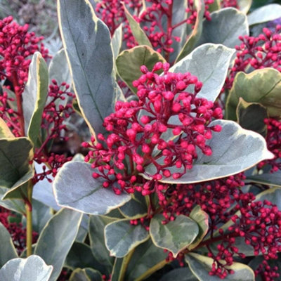Skimmia 'Perosa' in 9cm Pot - Autumn/Winter Plant - 20-30cm in Height - 3