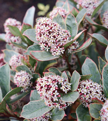 Skimmia 'Perosa' in 9cm Pot - Autumn/Winter Plant - 20-30cm in Height - 4