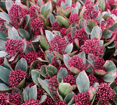 Skimmia 'Perosa' in 9cm Pot - Autumn/Winter Plant - 20-30cm in Height - 5