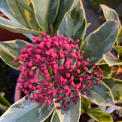 Skimmia 'Perosa' in 9cm Pot - Autumn/Winter Plant - 20-30cm in Height - 6
