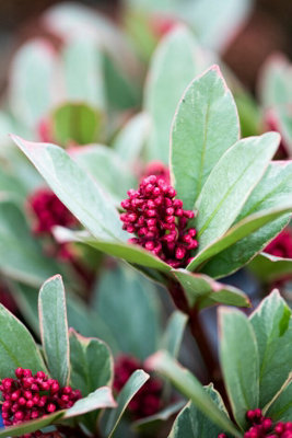 Skimmia 'Perosa' in 9cm Pot - Autumn/Winter Plant - 20-30cm in Height - 7