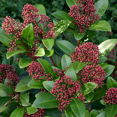 Skimmia Rubella - Evergreen Shrub, Hardy, Red Flower Buds, Year-Round ...