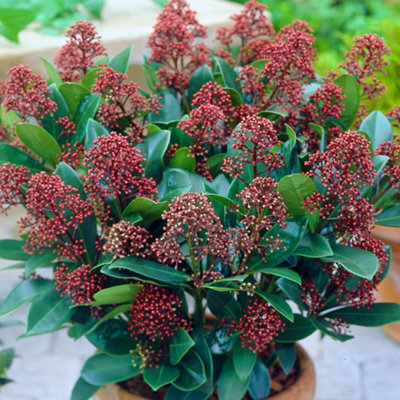 skimmia-rubella-garden-plant-red-berries-compact-size-30-40cm