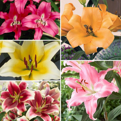 LILY です Skyscraper Lily Collection x 25 bulbs 5 each of 5 varieties