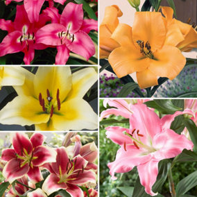 Skyscraper Lily Collection x 25 bulbs 5 each of 5 varieties