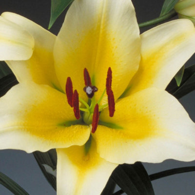 Lily Skyscraper Lily Collection x 25 bulbs 5 each of 5 varieties
