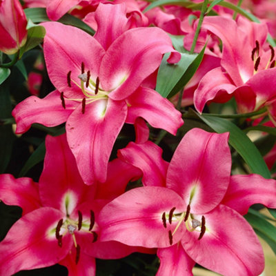 Skyscraper Lily Collection x 25 bulbs 5 each of 5 varieties