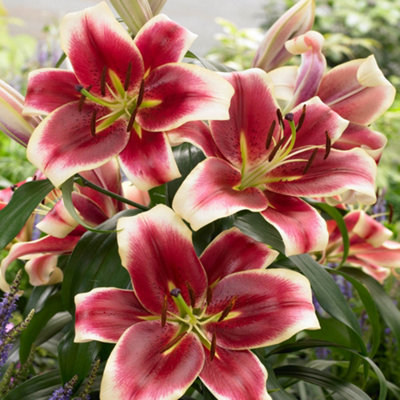 LA Hybrid Lily Summer Sky- Pink #1 pot - Wagon Wheel
