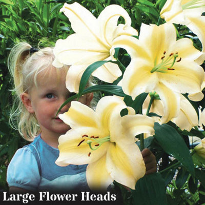 Skyscraper Lily 'Manissa' 5 bulbs size 14/16