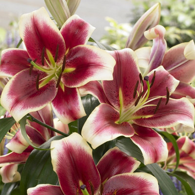 Skyscraper Lily 'Matisse'- pack of 3 size 14/16