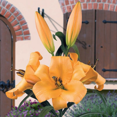 SKYSCRAPER LILY 'SALTARELLO' 5 BULBS SIZE 14/16 - READY TO PLANT