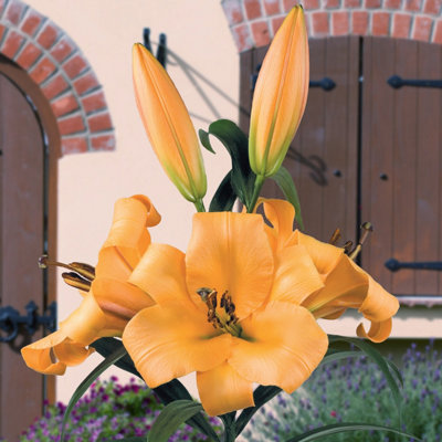 Semler Lilly Schnürschuh, Komfort