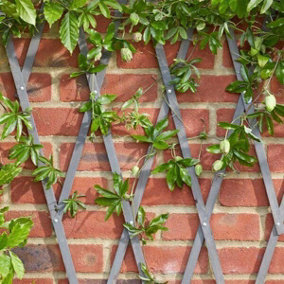 Slate Grey 1.8mx0.6m Heavy Duty Plant Support Wooden Expanding Trellis for Climbing Plants Garden Decoration Outdoors