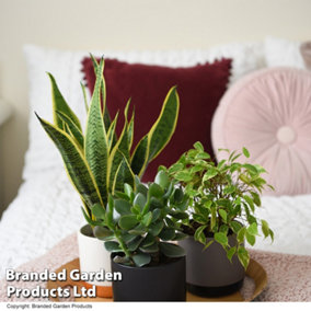 Sleep Easy Houseplant Collection -3 Plants (12cm pots)