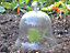 Small Bell Jar Cloche - Glass - L20 x W20 x H20 cm