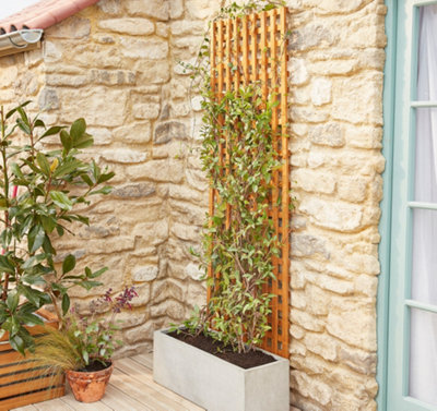 A wooden trellis with a climbing plant growing up it, attached to a rustic brick exterior wall.