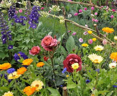 A selection of colourful bedding plants ad perennials in a large garden border.