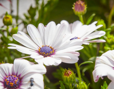 A close up of a white flower in a garden.