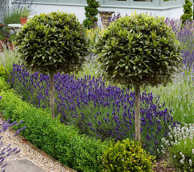 A large garden border with shLarge garden border with shrubs, lavender, and two dwarf trees as a focal point.rubs, lavender and two dwarf trees creating a lovely focal point.