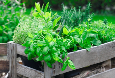 A selection of herbs growing in a wooden container outside.