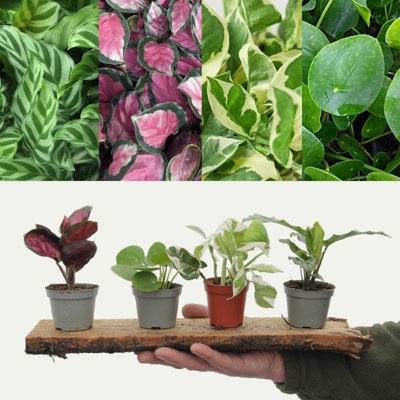 Small House Plant Mix - 3 Indoor Plants in 6cm Pots