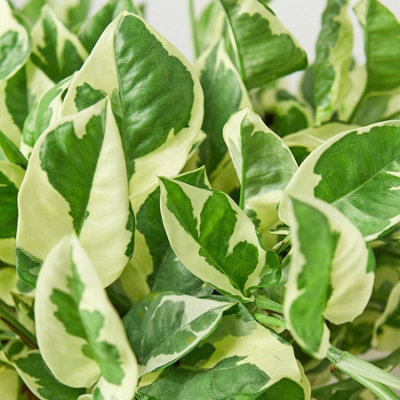 Small House Plant Mix - 3 Indoor Plants in 6cm Pots - 3