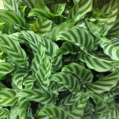 Small House Plant Mix - 3 Indoor Plants in 6cm Pots - 4