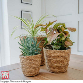 Small Osaka Straw Plant Pot (indoor) x 1