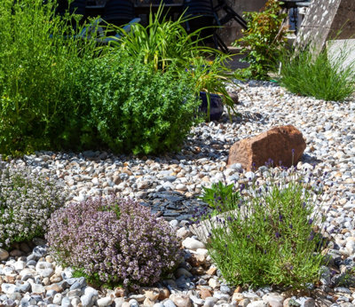 A rock garden full of white stones, herbs and hardy shrubs.