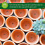 Small Terracotta Plant Pots - (5cm, 16 pots) Mini Terracotta Plant for Flowers, Herb Planters, Seeds and Decor