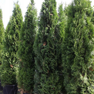 Smaragd Thuja Occidentalis Evergreen Conifer - Slow-Growing Upright ...