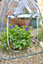 Smart Garden Pop Up Gro Zone Growbag Growhouse Vegetable Tomato Greenhouse