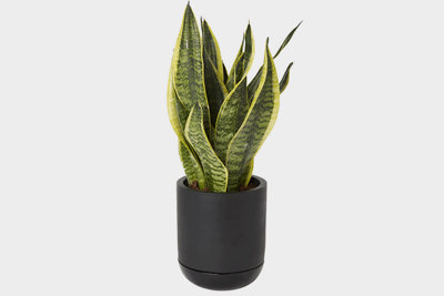 grow your own plant kit Pot O' Good Luck