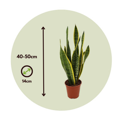 Snake Plant - Sansevieria trifasciata Laurentii - Height 40-50cm - Pot 14cm