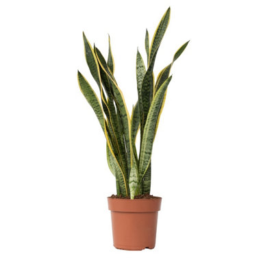 Snake plant - Sansevieria trifasciata Laurentii - Height 65-75cm - Pot 21cm