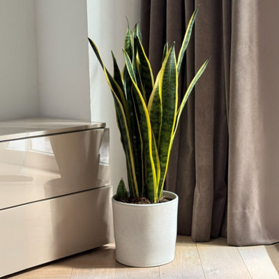 Snake plant - Sansevieria trifasciata Laurentii - Height 65-75cm - Pot 21cm