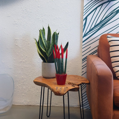 Snake Plant Velvet Touch - Sansevieria cylindrica - Height 20-40cm - Pot 9cm