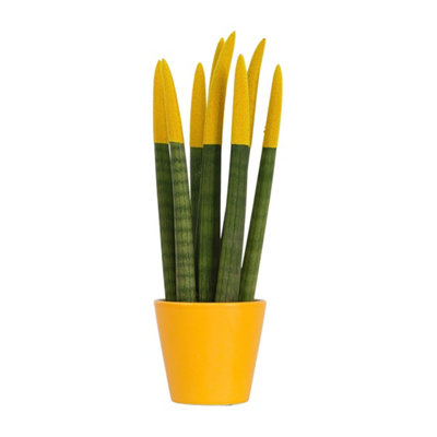 strelitzia sonne Paradiesvogelblume Strelitzie - Strelitzia reginae humilis main image 0