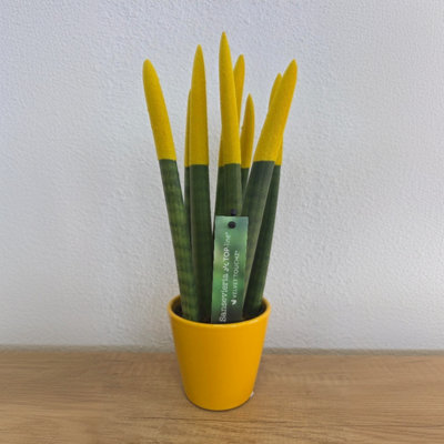sansevieria trifasciata kaufen Sansevieria trifasciata --Pagoda Yellow Variegated Sna main image 1