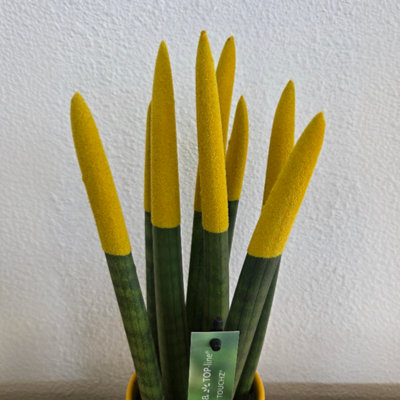 SNAKE PLANT VELVET TOUCH - SANSEVIERIA CYLINDRICA - HEIGHT 20-40CM - POT 9CM