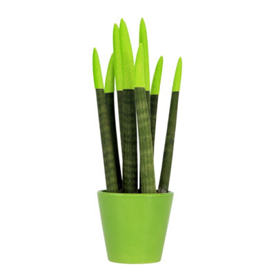 Snake Plant Velvet Touch - Sansevieria cylindrica - Height 20-40cm - Pot 9cm