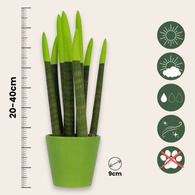 Snake Plant Velvet Touch - Sansevieria cylindrica - Height 20-40cm - Pot 9cm
